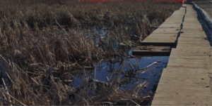 Small road through wetlands